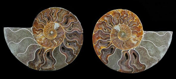 Polished Ammonite Pair - Agatized #54308